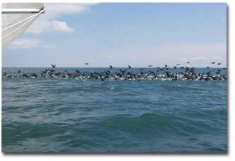 Flock of cormorants